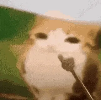猫头鹰小猫表情包