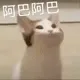 阿巴阿巴阿巴 猫咪 GIF 动图表情包