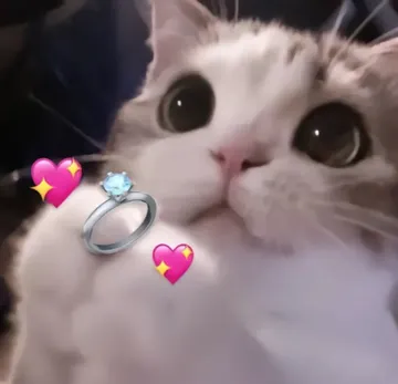 结婚猫猫表情包