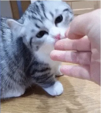 吸口猫，未来的日子会有猫的