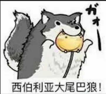 西伯利亚大尾巴狼!