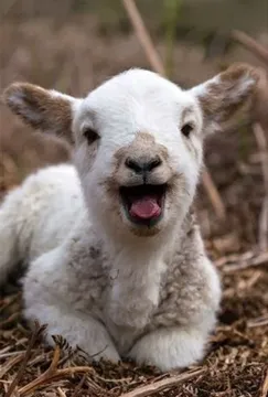 TGIF Lamb