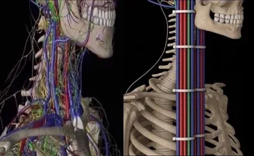 The Human Circulatory System, Before And After Proper Cable Management