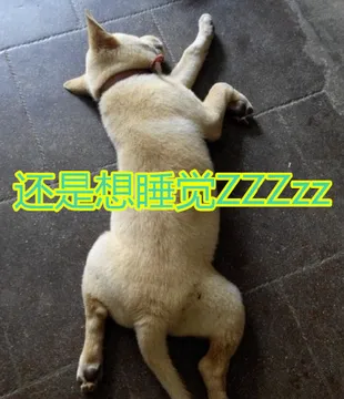 还是想睡觉zzzzz