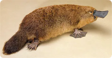 The Platypus