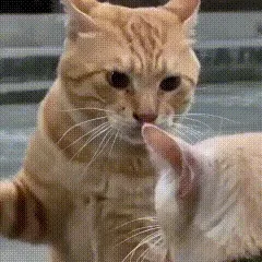 一只橘猫扇脸怼另一只猫咪gif表情包