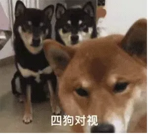 四狗对视