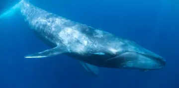 Blue Whale
