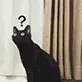 黑猫疑问