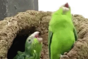 鹦鹉乱叫