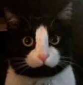 猫猫发呆