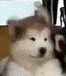 摇头小狗