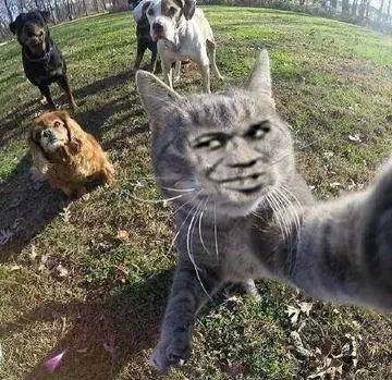 小猫自拍（可爱）