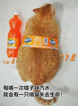 FANLA5222每喝一次橘子味汽水.就会有一只橘猫失去生命!
