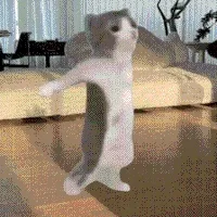 猫猫 GIF 表情包