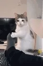 (流泪猫咪摇腿 GIF 动图)