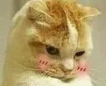小猫低头思考
