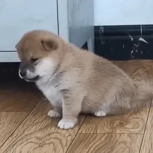 狗狗生气 GIF 动图表情包