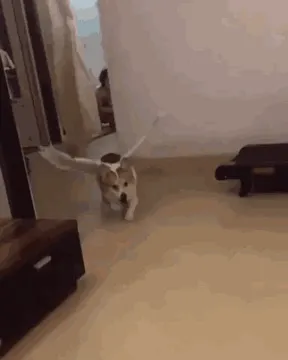 飞起狗狗