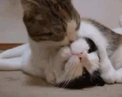 强吻(猫咪)