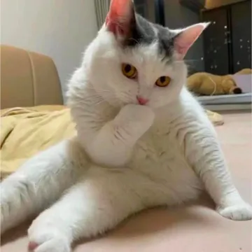 捂嘴笑骚猫表情包