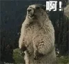 啊！（熊）