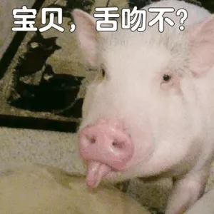 宝贝,舌吻不(猪猪吐舌头)