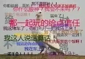 绝对不鸽