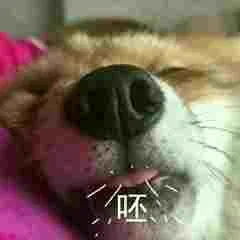 柴犬斗图表情包