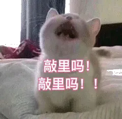 敲里吗!敲里吗!!