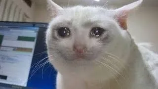 sad cat memes