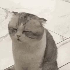 是喵星人啦00015-困苦猫