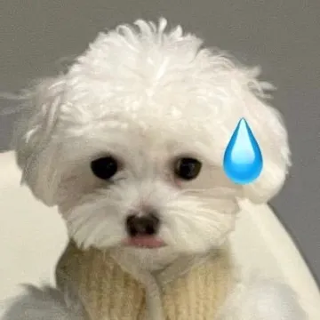 狗子流汗表情包