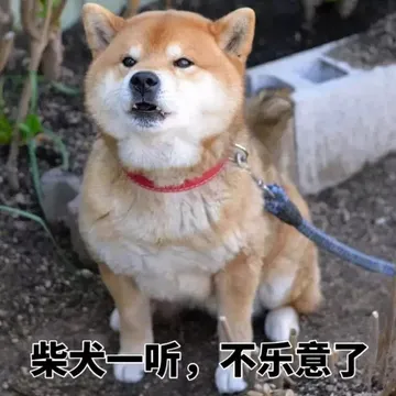 柴犬一听，不乐意了
