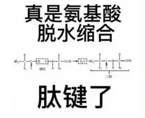 真是氨基酸脱水缩合肽键了