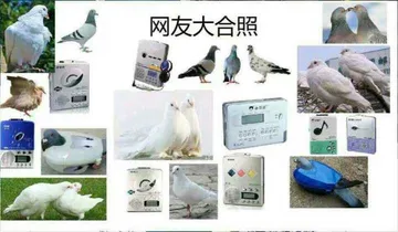鸽牌复读机