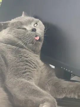 小猫办公桌销魂睡午觉,看到表情绷不住了,咪咪:讨厌没边界感的人