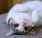 小猫