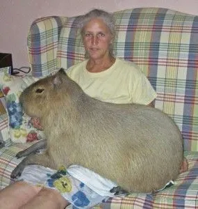 The new big chungus