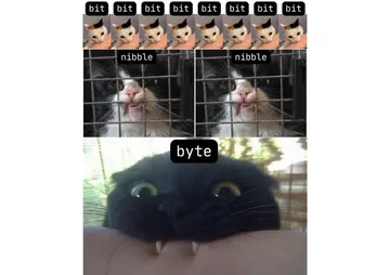 Bites & Bytes