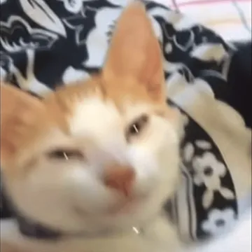 猫猫 GIF 动图表情包