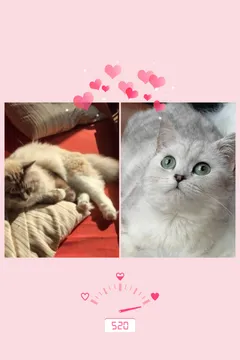 可爱猫咪