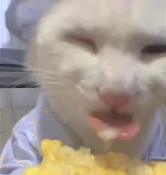 奇怪的猫猫表情包