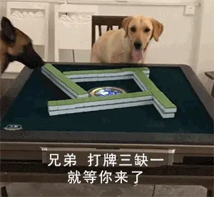 狗子打麻将gif：兄弟 三缺一 就等你来了