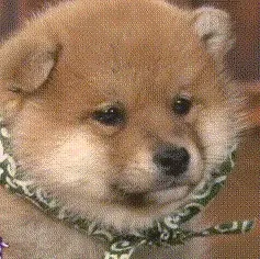 狗狗动图表情包