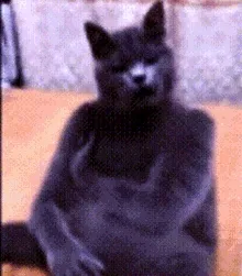 拔罐猫gif表情包