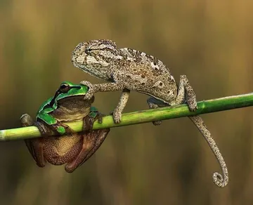 Frog & Chameleon