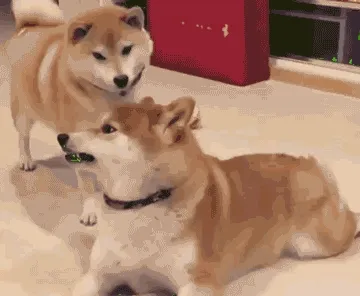 柴犬犯贱挑衅被咬到舌头