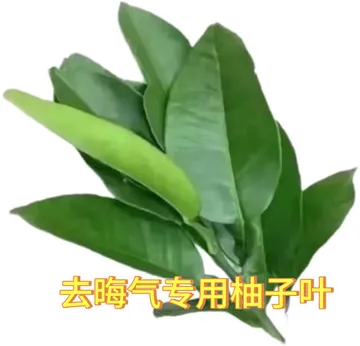 去晦气专用柚子叶