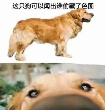 这只狗可以闻出谁偷藏了色图